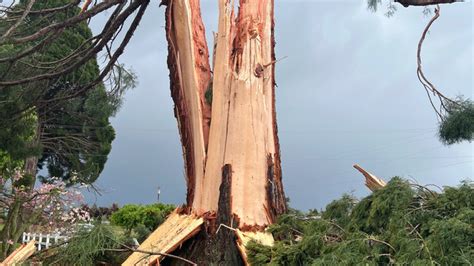 Huge Tree Explodes After Hit By Lightning Near Canby Oregon