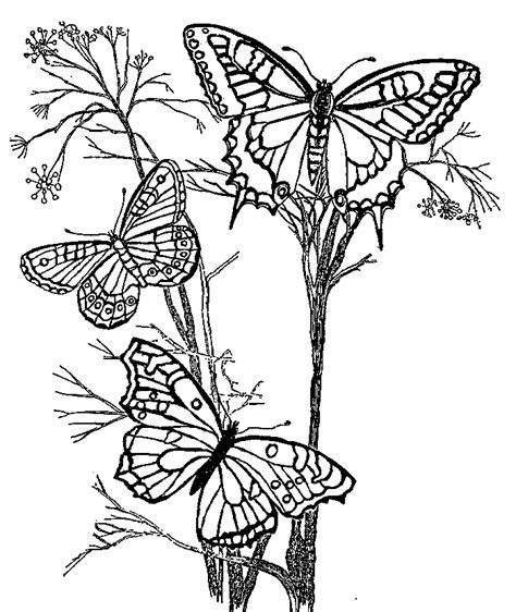 Coloring Pages Blank Coloring Pages For Kids Coloring