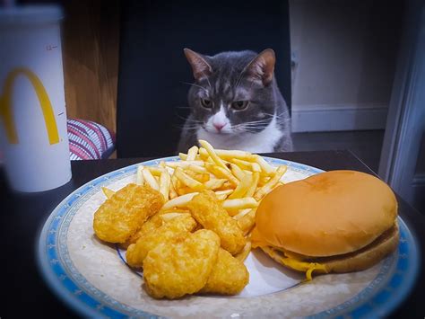 Photos Of Man Eating Meals With His Cat Popsugar Uk Pets Photo 2