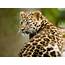 Brookfield Zoos Amur Leopard Cubs Almost Ready Public Viewing