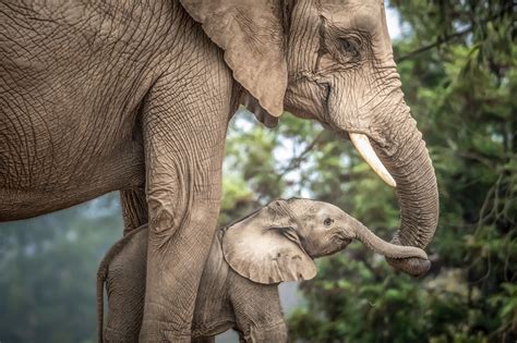 Baby Elephant Holding Trunks