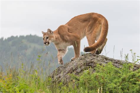 Cougar Widespread Big Cat Puma Facts Lion Of Mountains