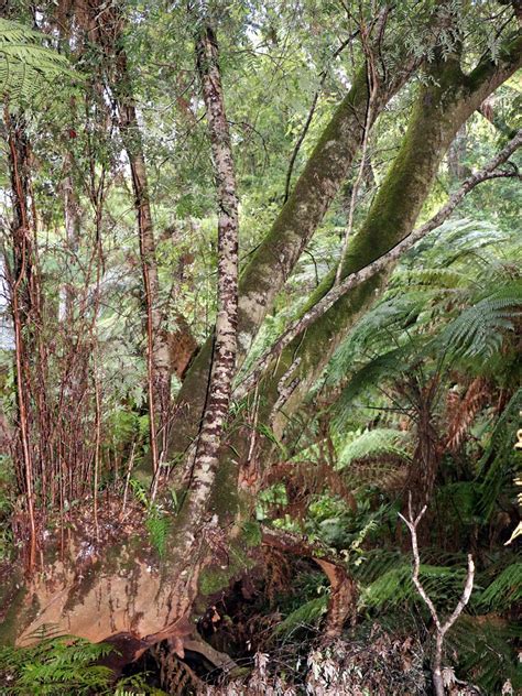 Pinkwood Eucrphyia Moorei At Maxwells Creek Rainforest Wa Flickr