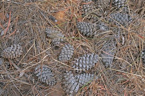 Fallen Pine Cones And Dry Needles Stock Image Image Of Daytime