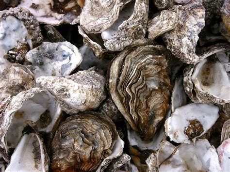 Climate Change Poses Threat To Nutritional Benefits Of Oysters
