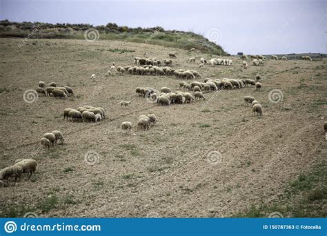Sheep Grazing Field Stock Image Image Of Herd Countryside 150787363