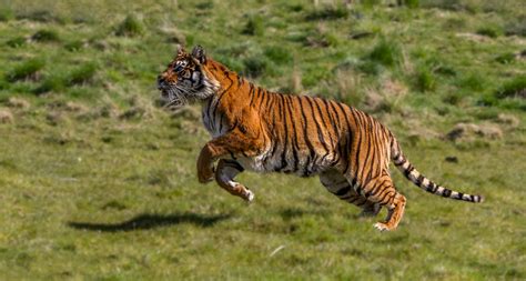 Tiger Running Images Browse 7292 Stock Photos Vectors And Video