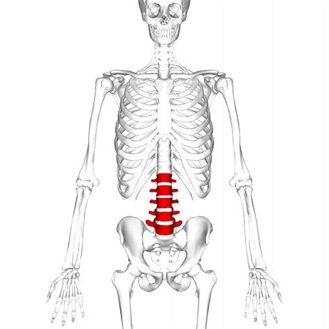 Vertebroplasty is a new surgical procedure that may be used to treat compression fractures. Lumbar vertebrae - Wikipedia