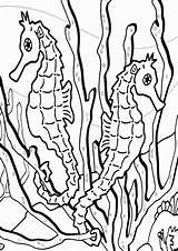 Seaweed Coloring sketch template