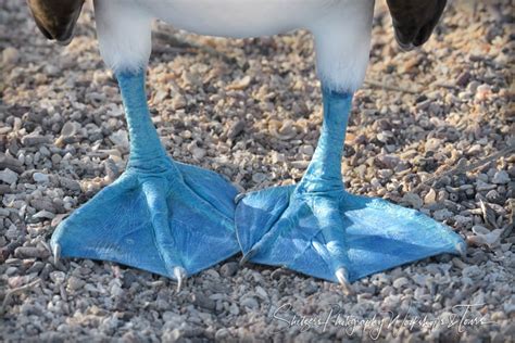 Blue Footed Booby Feet Shetzers Photography