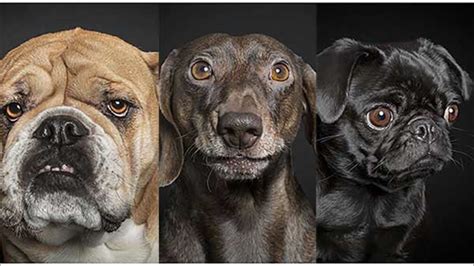 Photo Collection Captures Dogs Posing With Human Like Expressions