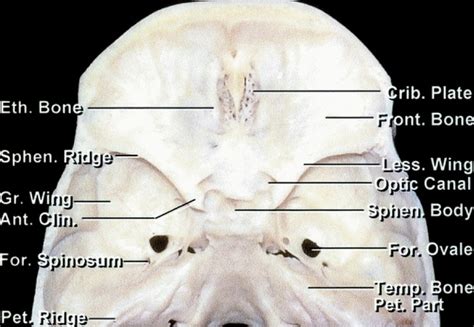 Lesser Wing Of Sphenoid Bone