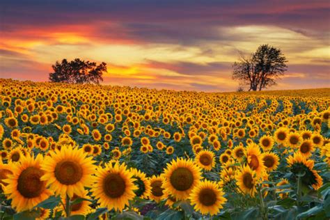 Sunflower Farm Stock Photos Pictures And Royalty Free Images Istock