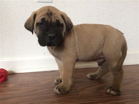 Browse thru thousands of mastiff dogs for adoption in iowa, usa area , listed by dog rescue organizations and individuals, to find your match. View Ad: Mastiff Puppy for Sale, Virginia, CHESAPEAKE, USA