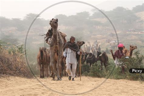 Image Of Rajasthani Camel Traders With A Herd Of Camels In Pushkar
