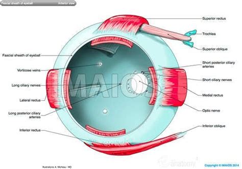 Fascial Sheath Of Eyeball Tenon Extraocular Muscles Extrinsic