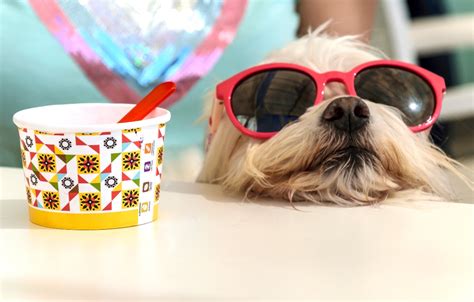 DIY Dog Ice Cream Recipes | Healthy Paws Pet Insurance