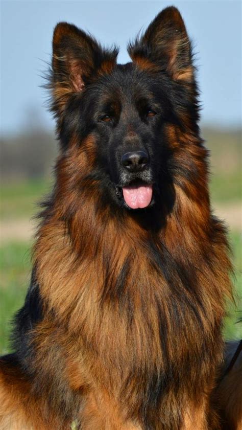 Best 25 King Shepherd Ideas On Pinterest King German Shepherd Long