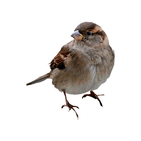 Photo Clipart House Sparrow Png Photo Hd Photos Png Images Photo