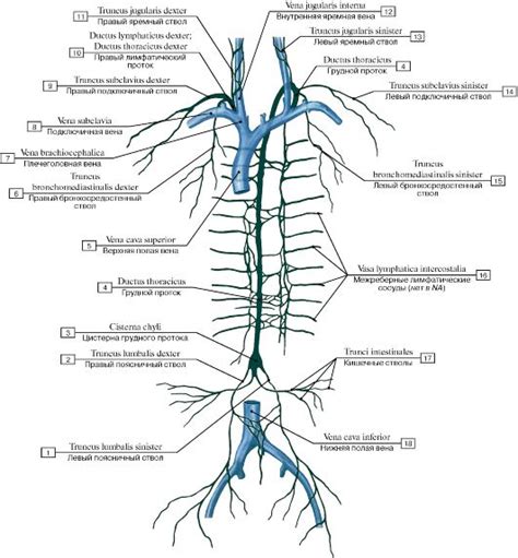 Thoracic Duct Of Lymphatic System