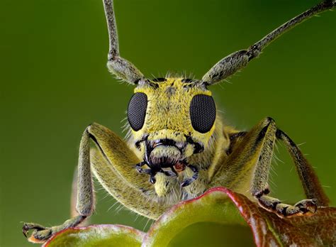 Top 10 Macro Photographs Of Insects Just Amazing Things