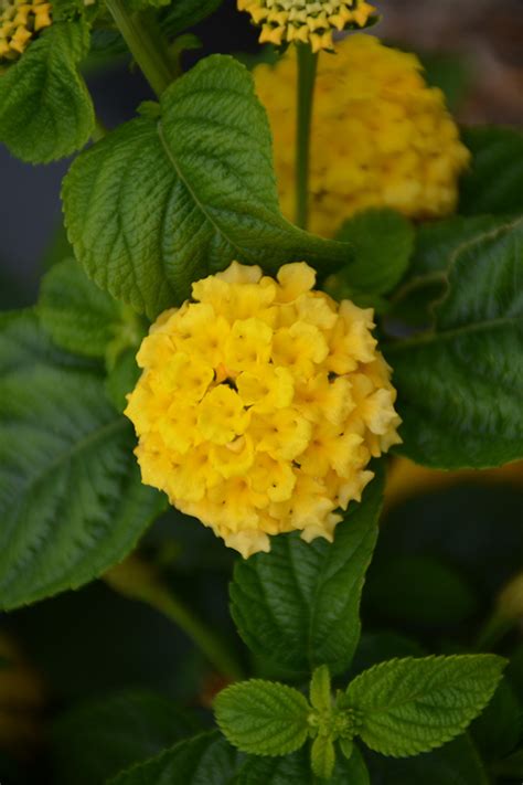 Lucky Yellow Lantana Lantana Camara Balucimyel In Denver Centennial