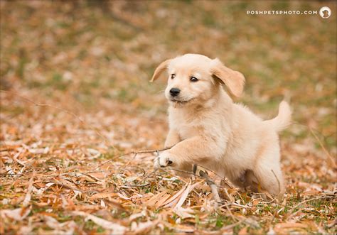 The Best Way To Enjoy Your Dogs Puppy Stage Pet Photography In