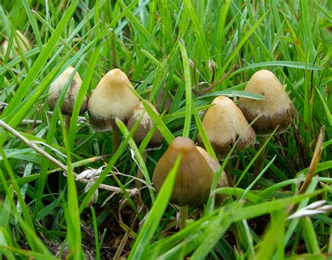 Uk Magic Mushroom Thread 2011 Mushroom Hunting And