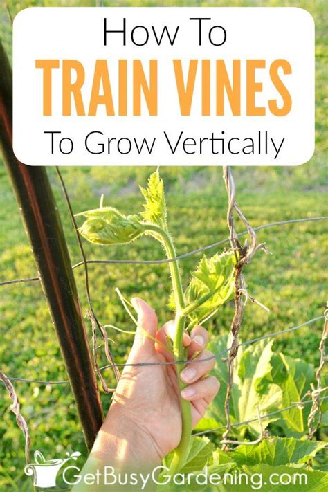 Many Types Of Vine Plants Arent Great Climbers On Their Own So We