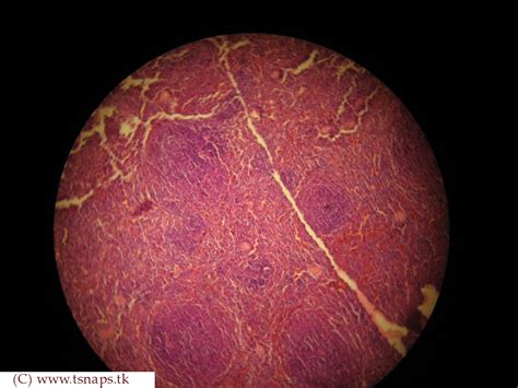 Histology Slides Database Spleen Histology Slide