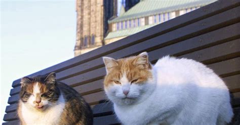 Parliament Hill Cat Sanctuary Closes Huffpost Canada