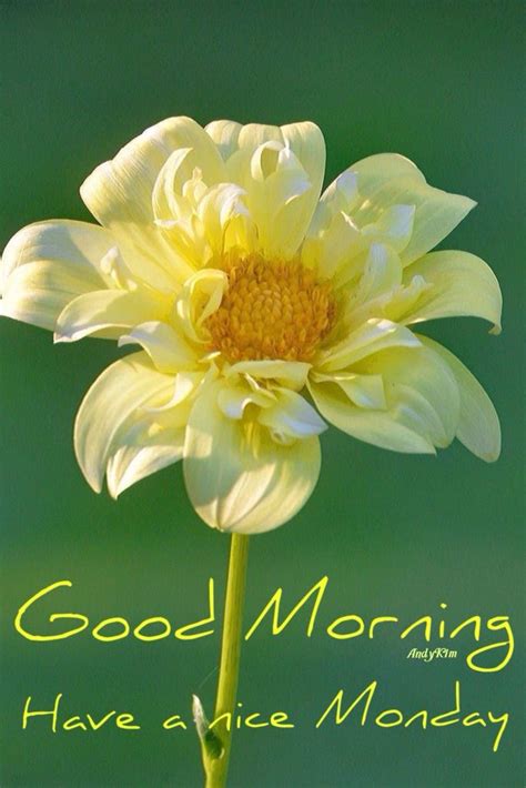 Good Morning Monday Flowers Quotes 20 Morning Greeting With Bouquet