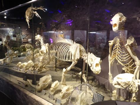Orlando Museum Of Osteology Skeleton Educational Experience 2021 Viator