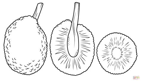 Free printable & coloring pages. Whole Breadfruit and Cross Section coloring page | Free ...