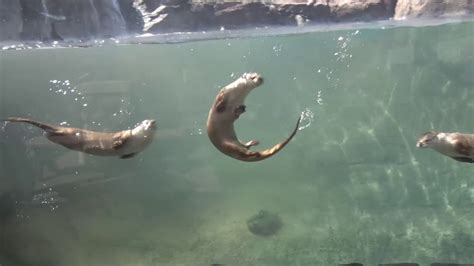 Swimming Otter Underwater