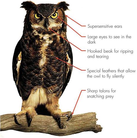 Adaptations are special characteristics that an organism is born with and which enable it to survive in its natural habitat. Adaptations: Structural and Behavioral