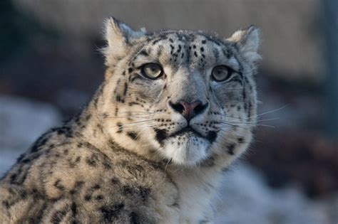 Leopardo De Las Nieves En Peligro De Extinción 2022