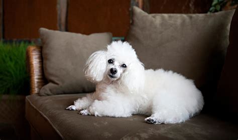 Maybe you would like to learn more about one of these? Top 5 Toy Dog Breeds For Apartment Living In India ...