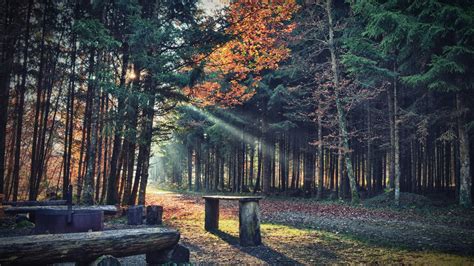 1920x1080 1920x1080 Nature Wood Trees Forest Leaves Path Sunlight