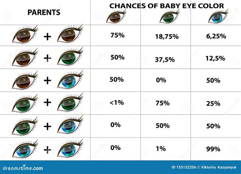 Eye Color Chart Genetics Behind These Hazel Eyes Adelaide City