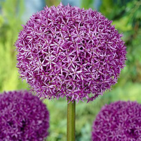 Globemaster Allium Bulbs Buy Online Boston Bulbs