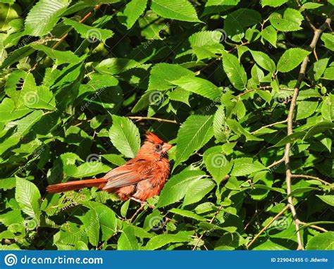 Bird In A Bush A Northern Cardinal Bird Perched In A Brilliant Green