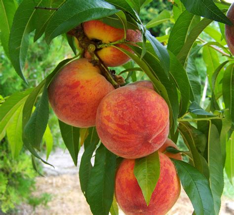 Frost Peach Tree Most Cold Hardy Peach Tree 2 Years Old And 3 4 Fe