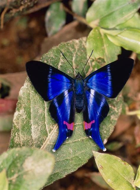 Photos De Papillons Papillon Splendide En Bleu Noir Et Rose Papillon