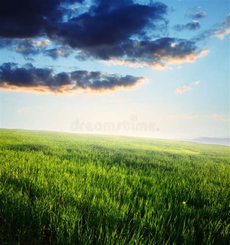 Sunset Field Of Green Grass And Blue Cloudy Sky Stock Photo Image Of