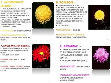 Chrysanthemum Description Types Taxonomy Britannica