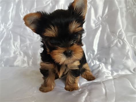 Fun, energetic and full of character. Yorkshire Terrier Puppies For Sale | Jacksonville, FL #280089
