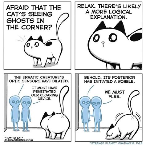 19 Comics That Perfectly Capture The Absurdity Of Cat Logic Memebase