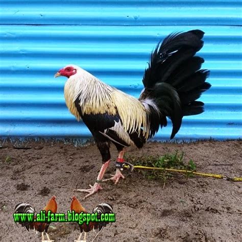 Maybe you would like to learn more about one of these? ALI FARM: jual ayam filipin import