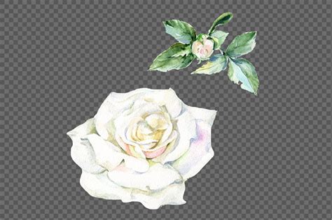 White Rose Watercolor Flowers Png Set 97882 Illustrations Design